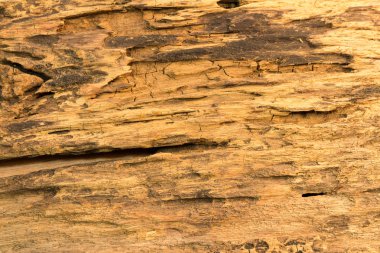 eski ahşap doku doğa duvar