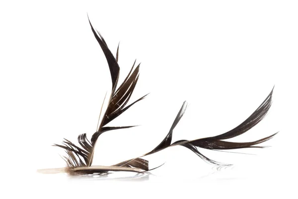 Black bird feather. defective. isolated on white background — Stock Photo, Image