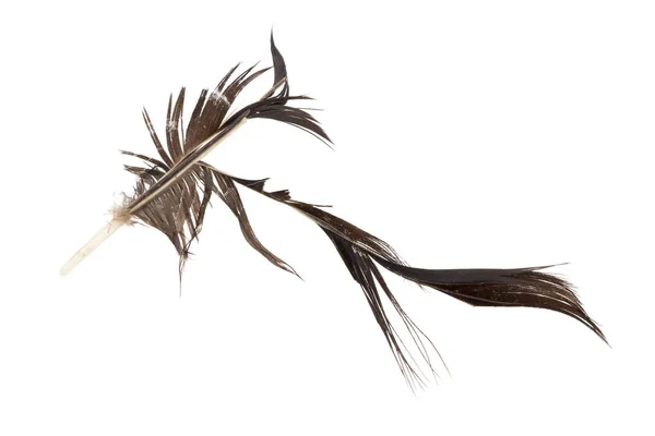Piuma di uccello nero. difettoso. isolato su sfondo bianco — Foto Stock