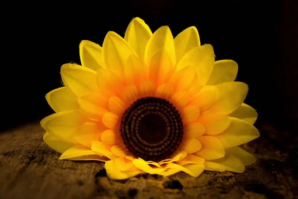 Gelbe Sonnenblume. Dunkelheit. Nacht. Holz — Stockfoto