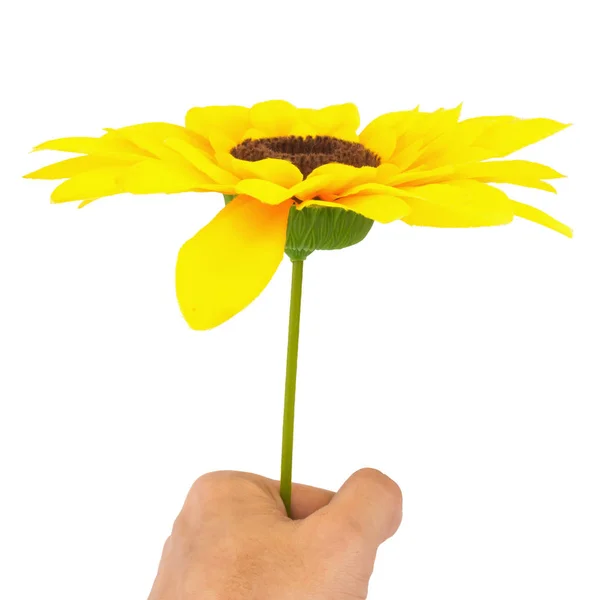 Handen houden van geel zonnebloem geïsoleerd op witte achtergrond — Stockfoto