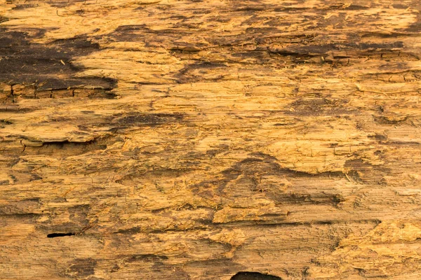 Textura de madeira velha árvore da natureza — Fotografia de Stock