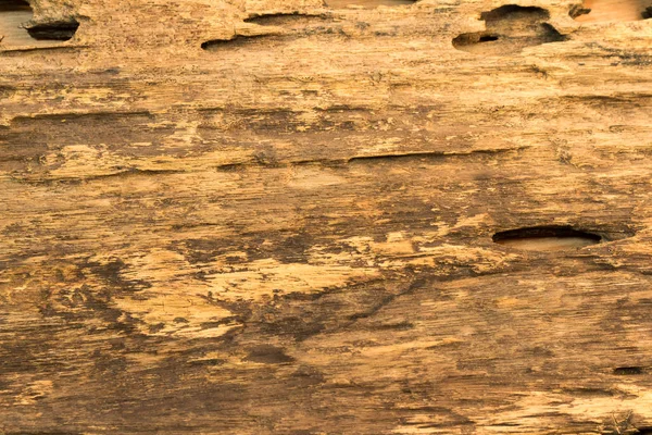 Textura de madeira velha árvore da natureza — Fotografia de Stock