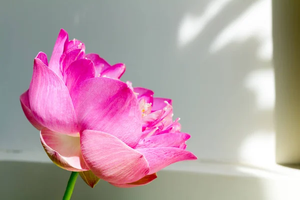 Flor de loto en plena floración, que simboliza la religión, budismo, puri —  Fotos de Stock