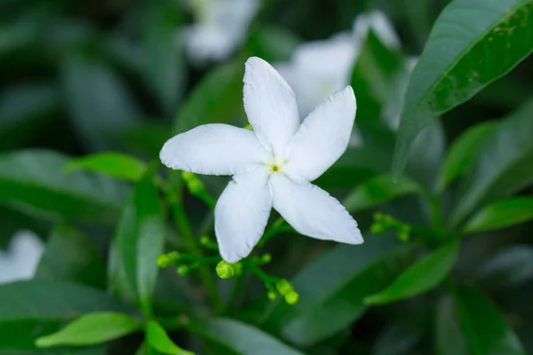 White Sampaguita Jasmine or Arabian Jasmine in garden — Stock Photo, Image