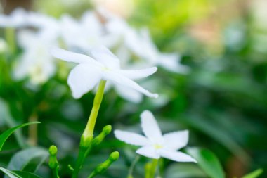 Beyaz sampaguita Yasemin veya Bahçe Arap Yasemin