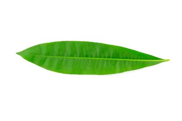 美しい緑豊かな緑の葉。白い背景に分離 — ストック写真