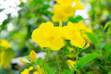 Tecoma stans veya sarı Trumpetbush çiçek