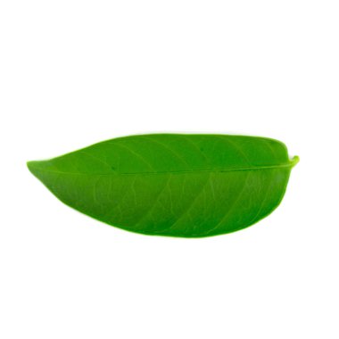 Güzel yemyeşil yeşil yaprak. Beyaz arka plan üzerinde izole