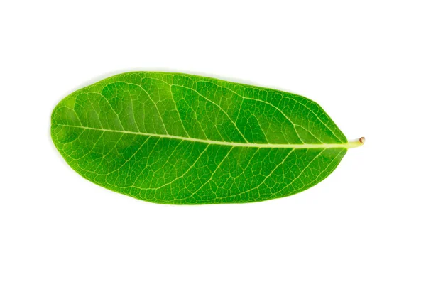 Ένα όμορφο καταπράσινο πράσινο φύλλο. Απομονωμένα σε λευκό φόντο — Φωτογραφία Αρχείου
