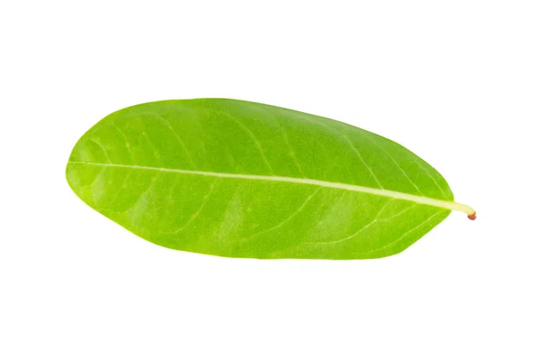 Una hermosa hoja verde exuberante. Aislado sobre fondo blanco — Foto de Stock