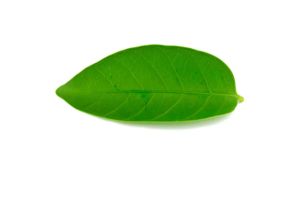 Una hermosa hoja verde exuberante. Aislado sobre fondo blanco — Foto de Stock