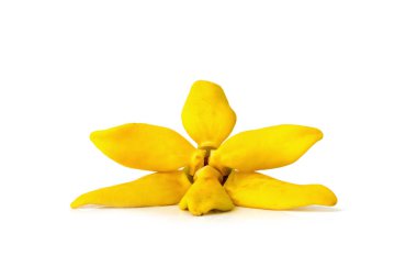flower climbing ylang-ylang, climbing ilang-ilang, manorangini, 