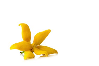 flower climbing ylang-ylang, climbing ilang-ilang, manorangini, 