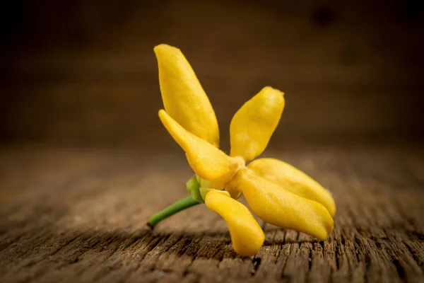 flower climbing ylang-ylang, climbing ilang-ilang, manorangini, 