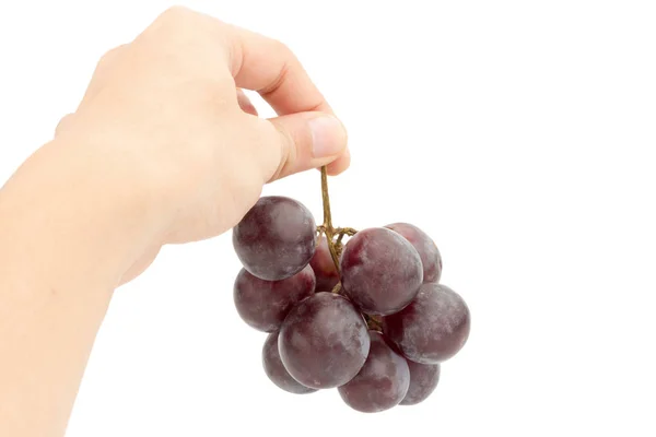 Red ripe grapes on hand. Isolated on a white background — Stock Photo, Image