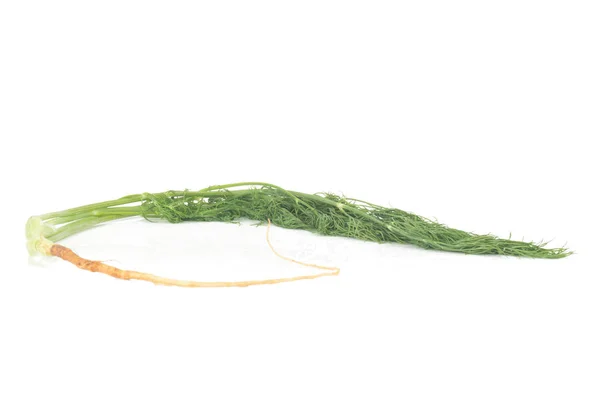 Dille met wortels geïsoleerd op witte achtergrond — Stockfoto