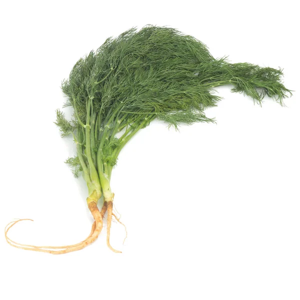 Dill mit Wurzeln isoliert auf weißem Hintergrund — Stockfoto