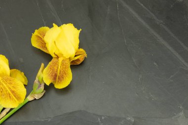 Sarı taze ormangülü, sizin metin için yer siyah zemin üzerine azalee. Kavram kartı.