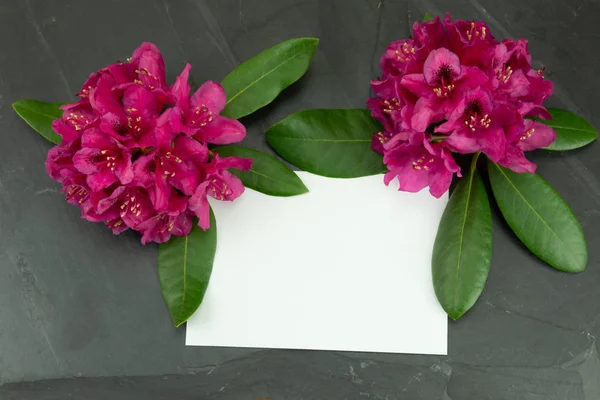 粉红色新鲜杜鹃 Azalee 黑色背景与空白白色卡片为您的文本 概念卡 — 图库照片