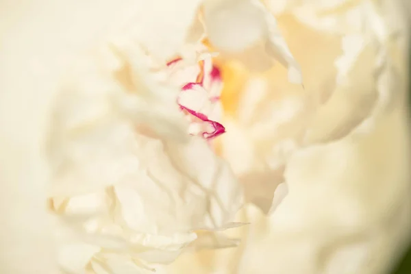 Gros Plan Fleur Blanche Intérieure Une Pivoine Concept Nature — Photo