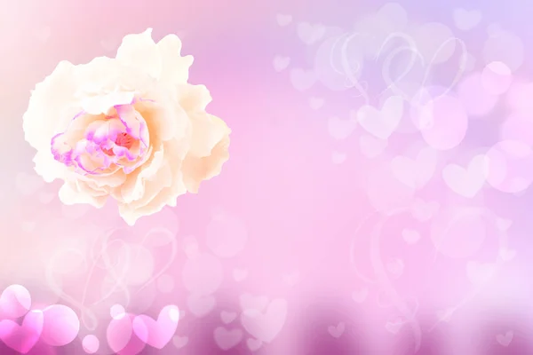 Flower Abstract Festive Pastel Background White Rose Blossom Soft Focus — Stock Photo, Image