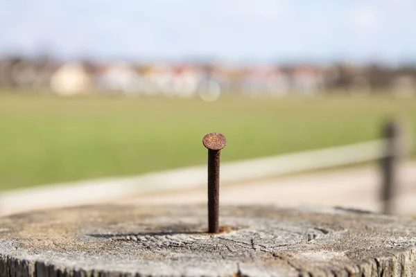 rusty iron nail.Rusty nail. Closeup of old weathering tree stump with focus on a rusty iron nail.