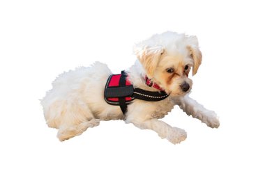 Köpekler izole edildi. Güzel bir sevimli küçük beyaz kahverengi mi portre
