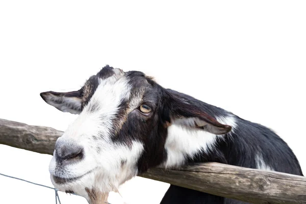 Portrét kozy izolované na bílém pozadí. Zaměřte se na — Stock fotografie