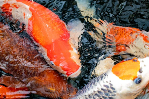 Koi fish background. Closeup of many colorful submerged Japanese