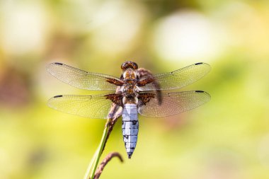 Dragonfly arka plan. Geniş-Bodied kovalayan Dragonfly m closeup