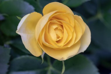 Sarı güller arka plan. Güzel bir taze çiçek Closeup