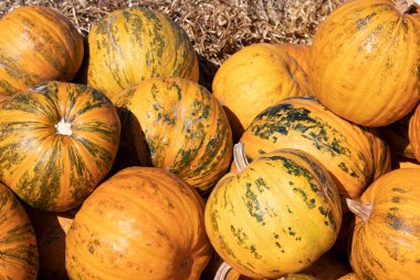 Balkabağı piyasada. Renkli pumkins veya gou büyük bir koleksiyon