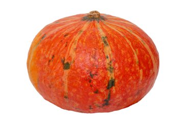 Balkabağı izole edilmiş. Turuncu-kırmızı Hokkaidio balkabağı iso yakın çekim