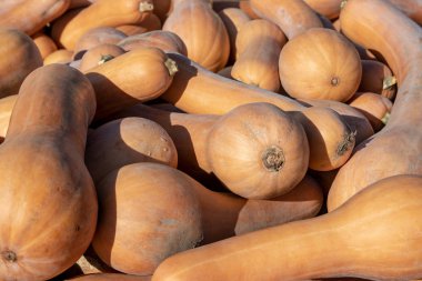 Balkabağı piyasada. Renkli pumkins veya gou büyük bir koleksiyon