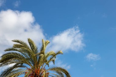 Mavi gökyüzü üzerinde palmiye ağacı arka plan. Güzel bir p odaklanarak Görüntü