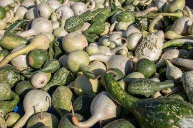 Piyasadaki balkabağı. Büyük bir renkli balkabağı koleksiyonu ya da git.