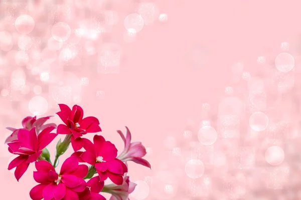 Greeting Card Template Selective Focus Gorgeous Blooming Red Pink Flowers — Stock Photo, Image
