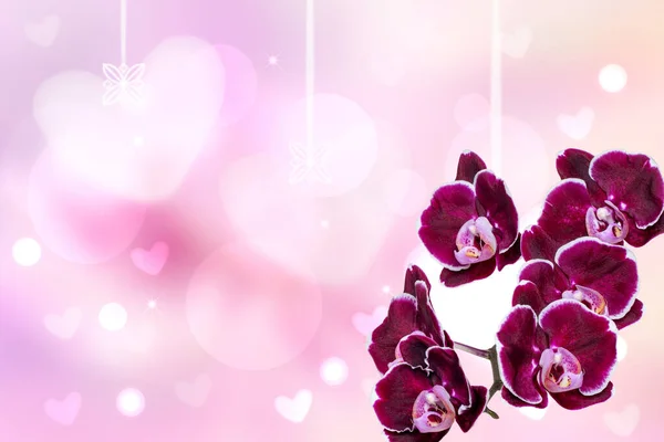 Greeting Card Template Close Gorgeous Blooming Purple Orchids Flowers Abstract — Stock Photo, Image