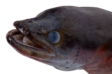 Deniz balığı. Beyaz arka planda izole edilmiş bir Avrupa yılanbalığı balığının başına odaklan. Makro fotoğraf.