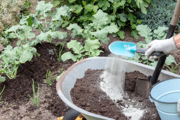 Brokoli bitkileri gübreleniyor. Bir bahçıvan humus zengini gübre toprağını sadece diabase veya bazalt içeren mineral birincil kaya unuyla karıştırır. Bitkileri hastalıklara ve böceklere karşı koruyan mineraller..