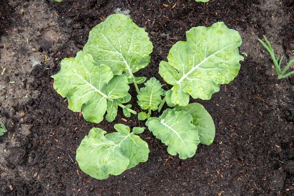 Broccoli Growing Close Single Young Organic Broccoli Water Drops Leaves — Stock Photo, Image