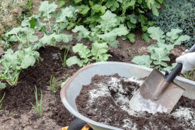 Brokoli bitkileri gübreleniyor. Bir bahçıvan humus zengini gübre toprağını sadece diabase veya bazalt içeren mineral birincil kaya unuyla karıştırır. Bitkileri hastalıklara ve böceklere karşı koruyan mineraller..