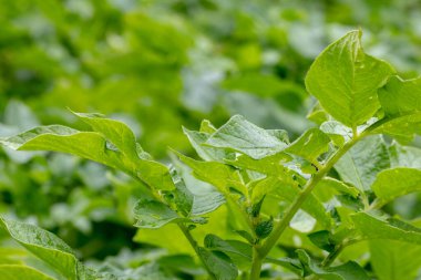 Tarladaki taze yeşil organik patates bitkisine ya da bulanık yeşil arka planlı sebze bahçesine odaklan. Tarım ve sağlık için organik tarım. Makro. Boşluk.