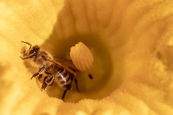 Sebze Bahçesindeki Genç Bir Organik Kabak Bitkisinin Sarı Çiçeğinin Tozlaşması — Stok fotoğraf