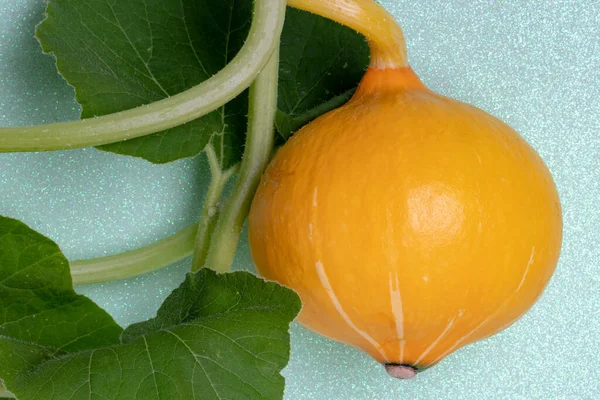 Zöldség Gyümölcs Elkülönítve Egy Friss Érett Kerek Sárga Organikus Cukkini — Stock Fotó