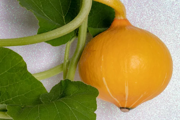 Zöldség Gyümölcs Elkülönítve Egy Friss Érett Kerek Sárga Organikus Cukkini — Stock Fotó