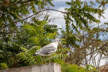 Portekiz 'in Algarve kıyısındaki bir duvarda Avrupa ringa martısı (Larus argentatus) bulunur. Batı Avrupa kıyıları boyunca en çok bilinen martıdır..