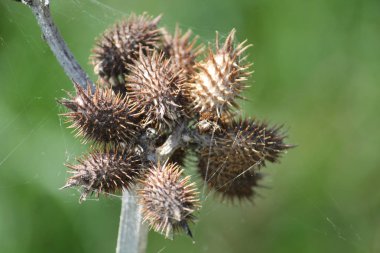 Ortak Pıtrak (Xanthium strumarium) veya woolgarie bur dikenli meyve Kuru