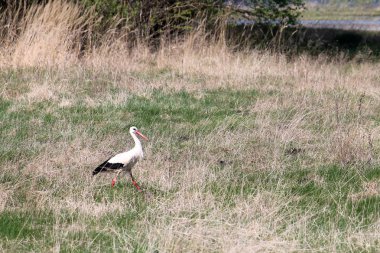 Bahar çayır yakınındaki Turov, Beyaz Rusya üzerinde beyaz leylek ile manzara